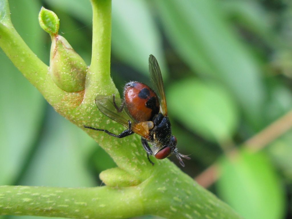 tachinidae da determinare?